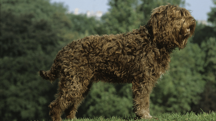 Barbet Barbet