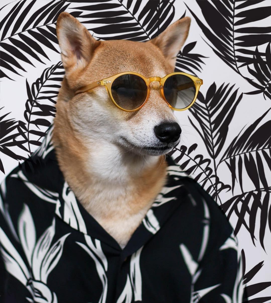 Bodhi, o Menswear Dog - Reprodução/Instagram