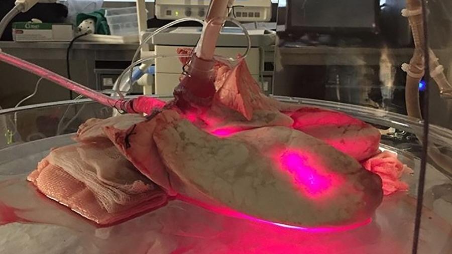 Pulmão de porco no banho de radiação vermelha para inativação de vírus - Cristina Kurachi/Agência Fapesp