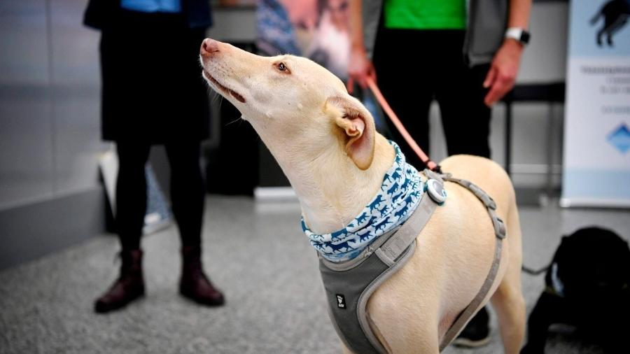 De acordo com uma pesquisa da faculdade de veterinária da Universidade de Helsinque, cães podem detectar covid-19 com quase 100% de eficácia - Getty Images