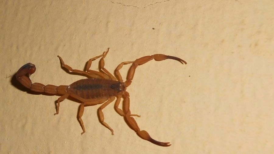 Escorpião estava no quintal da casa em que a criança vivia, em Paranaíba (MS) - Wikimedia Commons