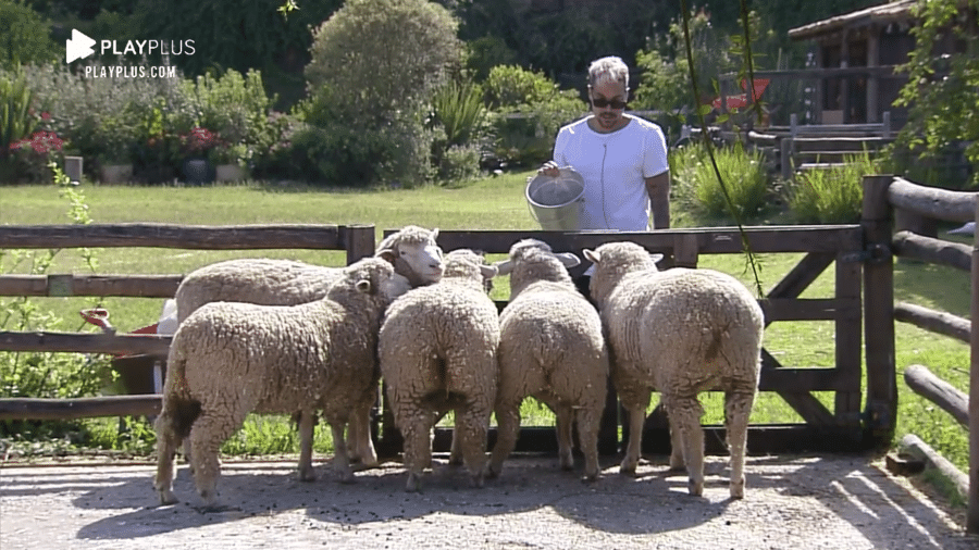 A Fazenda 2020: Lipe Ribeiro é responsável pelo trato das ovelhas - Reprodução/RecordTV