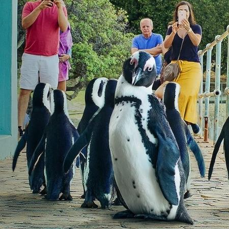 Cena da série documental "Cidade dos Pinguins", da Netflix - Divulgação