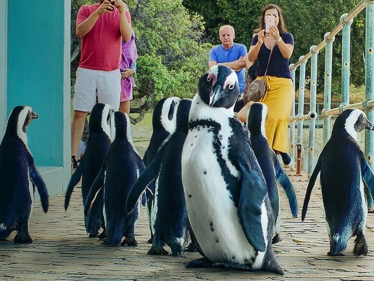 PINGUIM COMO JOGAR E GANHAR DINHEIRO DA FORMA CERTA 