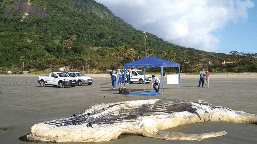 Filhote de baleia jubarte com mais de 7 metros foi encontrado morto após ficar encalhado em praia de Peruíbe - Instituto Biopesca