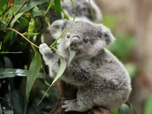 Coalas são ameaçados por estradas e clamídia na Austrália