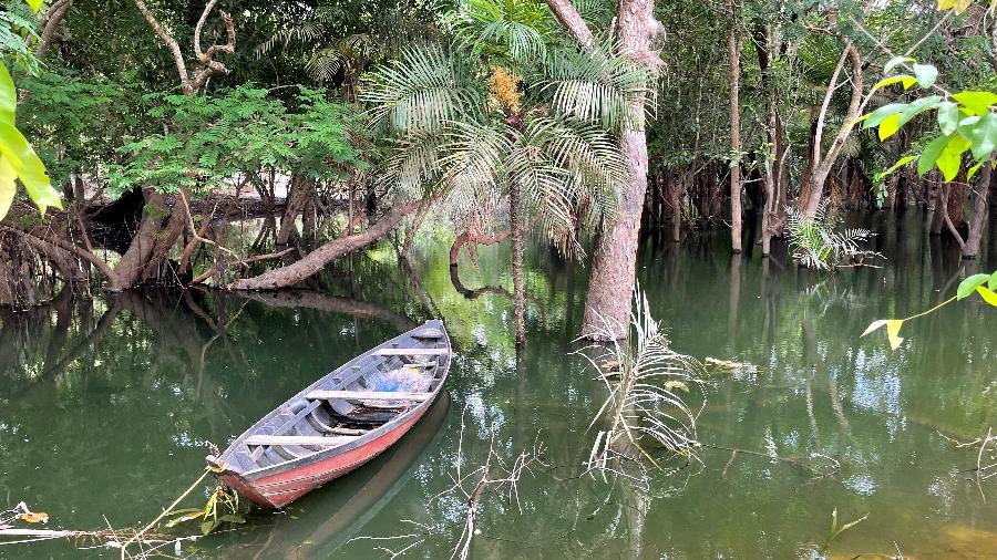 Floresta Nacional do Tapajós, no Pará - Giovana Girardi