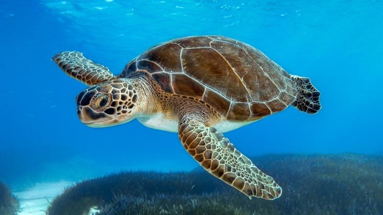 Exemplar de tartaruga-marinha da espécie verde, a mais abundante no Brasil