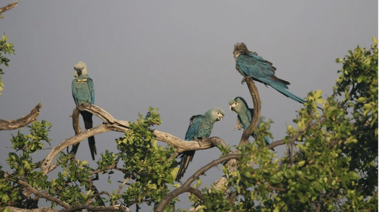 Ararinhas-azuis no dossel das árvores da Caatinga na zona rural do município de Curaçá, local do retorno da espécie à natureza décadas após seu desaparecimento