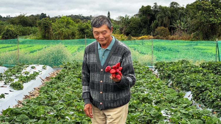 O morango raro que faz chefs viajarem 75 km para buscar