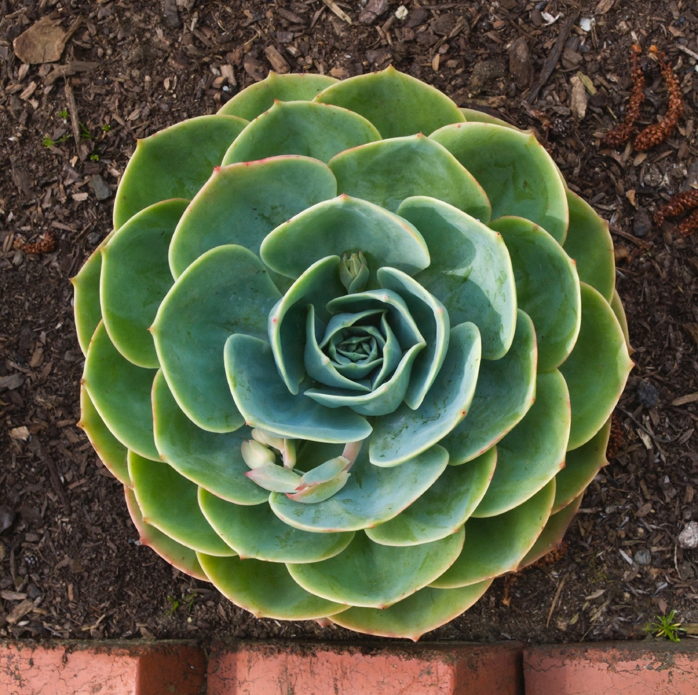 Echevéria - Echeveria sppRosa-de-pedra: as suculentas do gênero Echeveria podem apresentar folhas espessas verdes, rosadas ou acinzentadas, em formato de roseta. No cultivo dessa espécie, utilize uma mistura de terra de jardim, terra vegetal e areia. Plante-a em um local com incidência de luz solar direta e faça regas periódicas - Getty Images