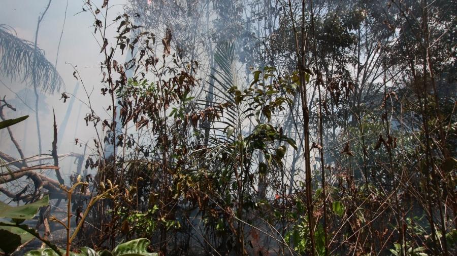 Queimada na floresta amazônica em Novo Airão (AM), em agosto de 2019 - Márcio Melo /Folhapress