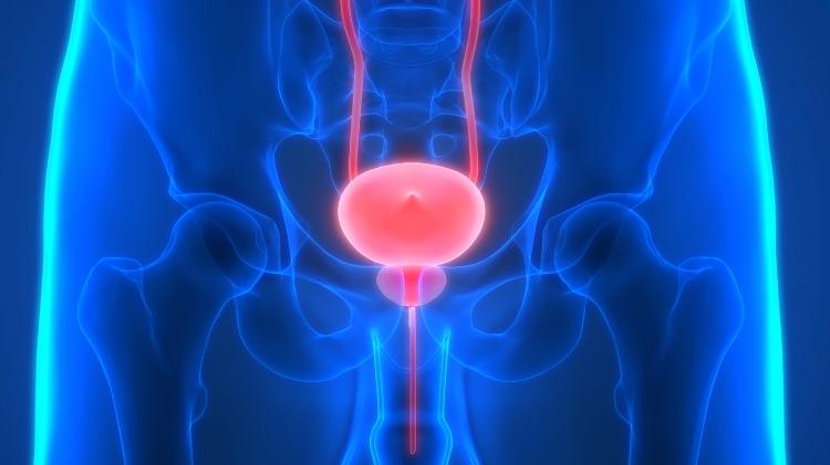 Sistema urinário humano, bexiga - iStock - iStock