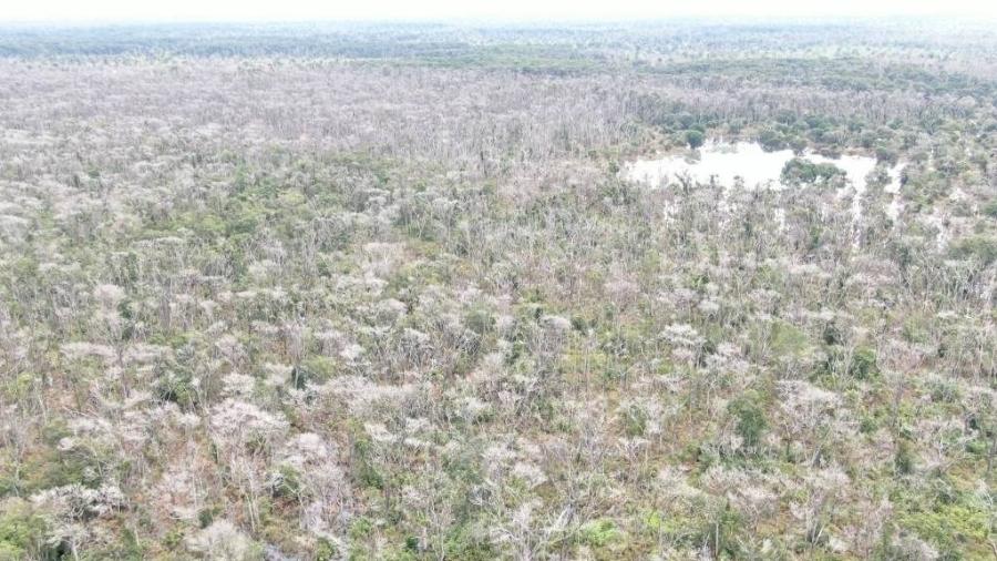 Área investigada pelo Ministério Público como alvo de desmate químico em Mato Grosso, no Pantanal, para criação de pastagem - Divulgação/MP-MT
