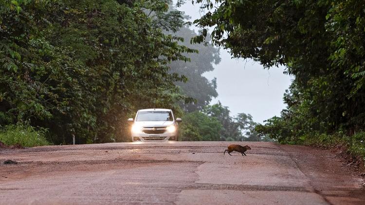 Travessia de cutia na BR-174 em território Waimiri-Atroari