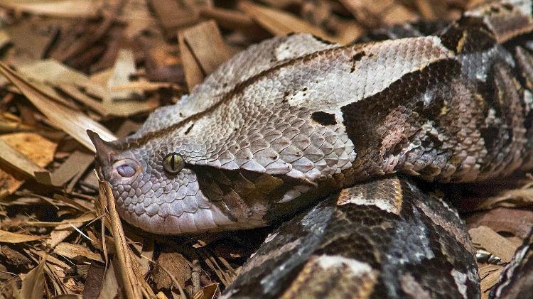 Víbora-do-gabão (Bitis rhinoceros)