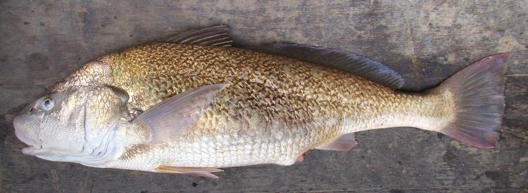 Um cascudo ou corvina (Micropogonias furnieri) retirado da Lagoa dos Patos, no Rio Grande do Sul Um cascudo ou corvina (Micropogonias furnieri) retirado da Lagoa dos Patos, no Rio Grande do Sul