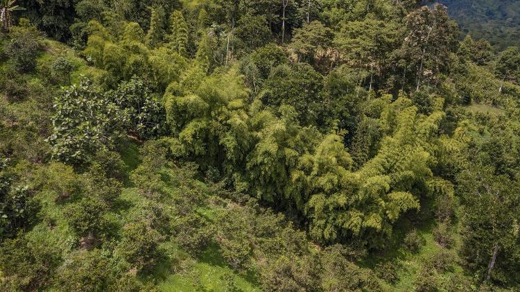 Cultivo de Taquaruçu (Guadua angustifolia) no Equador Cultivo de Taquaruçu (Guadua angustifolia) no Equador