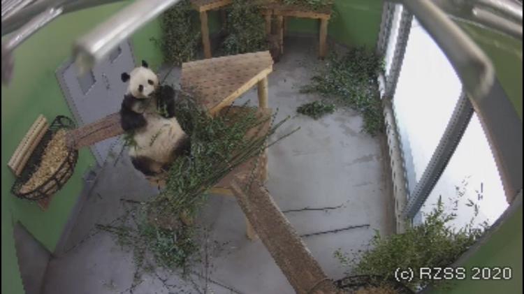 Câmera mostra panda se alimentando no Edimburgh Zoo - Divulgação