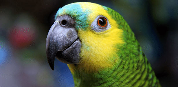 Como funciona o comércio ilegal que transforma papagaios livres em pets - 13/08/2020 - UOL ECOA