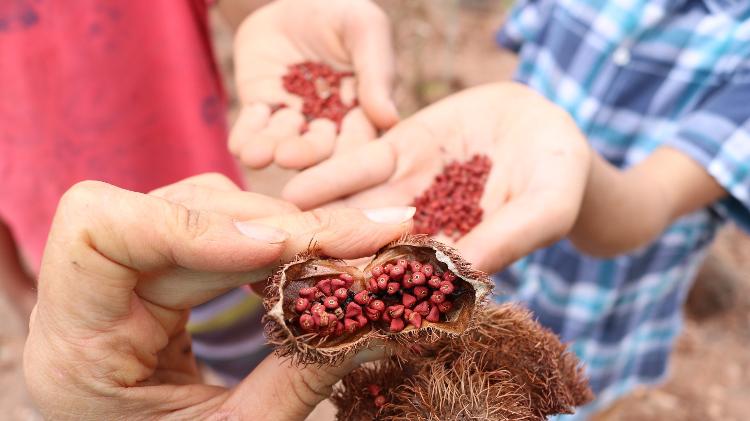 O urucum faz parte das espécies que dão cor aos plantios. Em 2023 serão implementadas mais oito miniflorestas nas escolas públicas de São Paulo.  - Formigas-de-embaúba/ Maggiory Simões - Formigas-de-embaúba/ Maggiory Simões