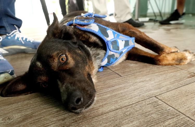 Bella, the dog rescued with Australian Tim Shaddock after escaping more than two months in the Pacific Ocean - ULISES RUIZ / AFP - ULISES RUIZ / AFP