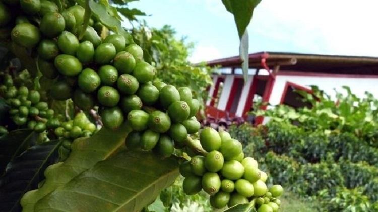 Triangulo do Café, na Colômbia - Marcel Vincenti/UOL - Marcel Vincenti/UOL