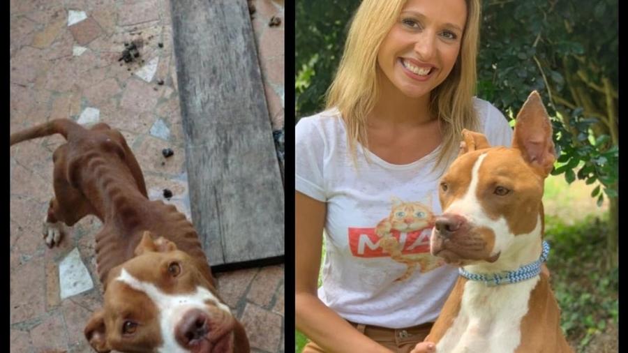 Luisa Mell resgata cãozinho maltratado e mostra sua evolução - Reprodução/Instagram