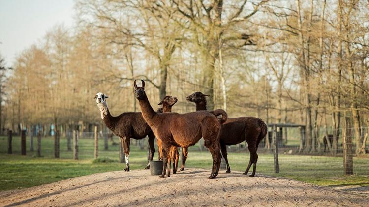 Winter vive em uma fazenda na Bélgica junto outras lhamas e alpacas - Tim Coppens/Divulgação University of Texas