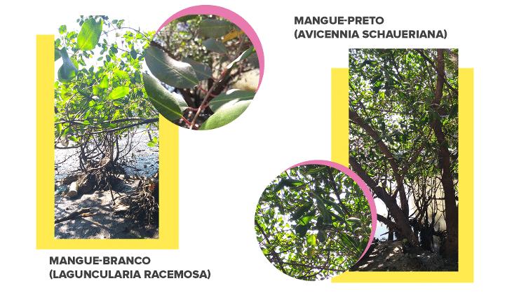 2020 Mangue-Branco