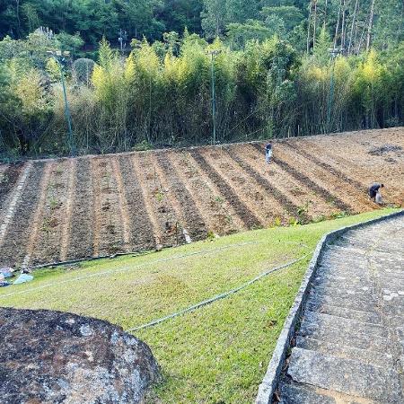 Bela Gil transformou o campo de futebol da casa dos pais em Petrópolis em uma agrofloresta - Arquivo pessoal