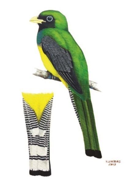 Ilustração do Trogon muriciensis (MZUSP 112768) descoberto na Estação Ecológica de Murici, Alagoas - Eduardo Brettas - Eduardo Brettas