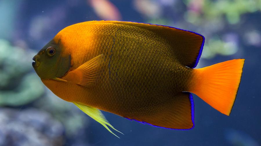 Clarion angelfish (Holacanthus clarionensis). - Getty Images/iStockphoto