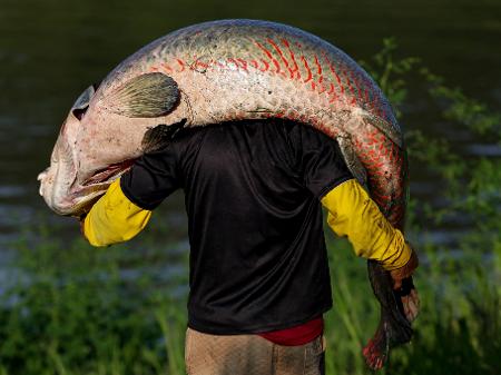 Pescador carrega um pirarucu em Fonte Boa, Amazonas - MICHAEL DANTAS / AFP