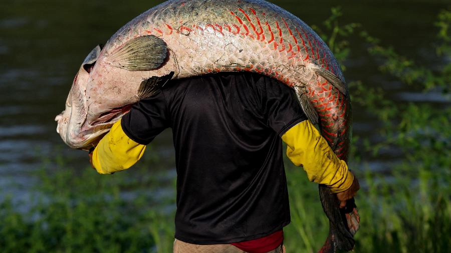 Pescador carrega um pirarucu em Fonte Boa, Amazonas - MICHAEL DANTAS / AFP