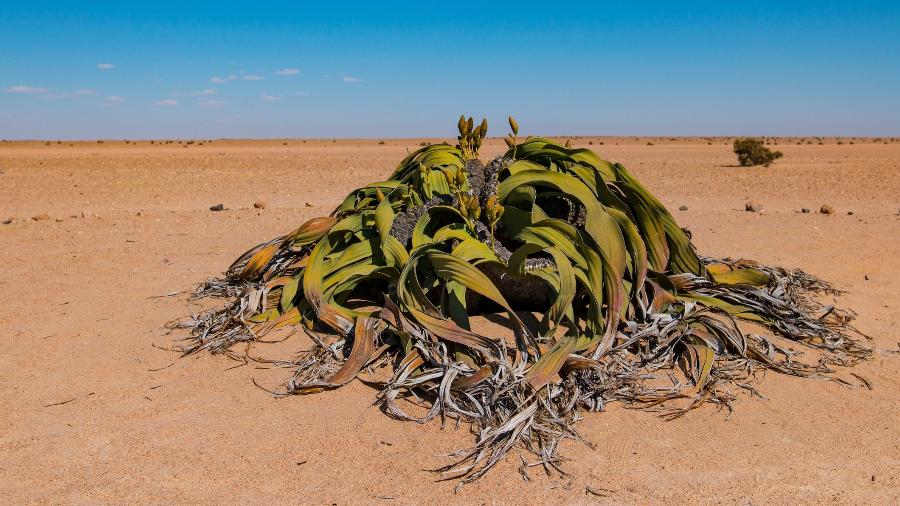 Welwitschia, a planta nacional da Namíbia - evenfh/Getty Images/iStockphoto