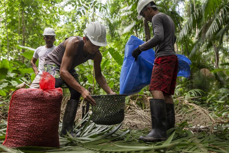 Produtor de cooperativa realiza colheita de açaí no arquipélago do Bailique, localizado na foz do Amazonas, no Amapá Produtor de cooperativa realiza colheita de açaí no arquipélago do Bailique, localizado na foz do Amazonas, no Amapá