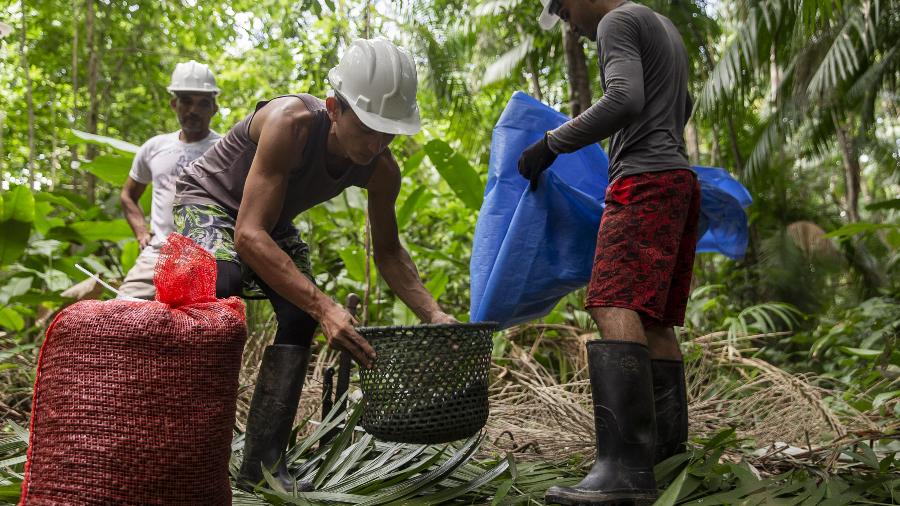 Produtor de cooperativa realiza colheita de açaí no arquipélago do Bailique, localizado na foz do Amazonas, no Amapá Produtor de cooperativa realiza colheita de açaí no arquipélago do Bailique, localizado na foz do Amazonas, no Amapá