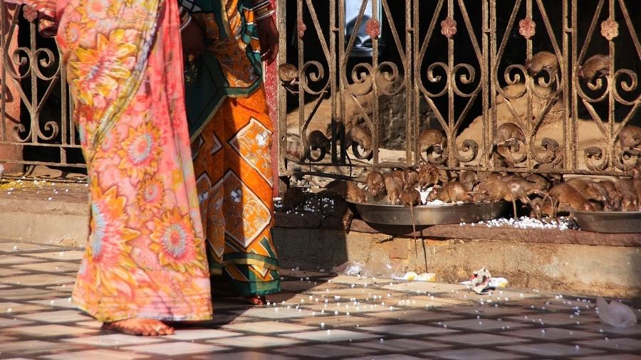 Mulheres caminham descalças entre os ratos do templo de Karni Mata, na Índia - iStock/Getty Images