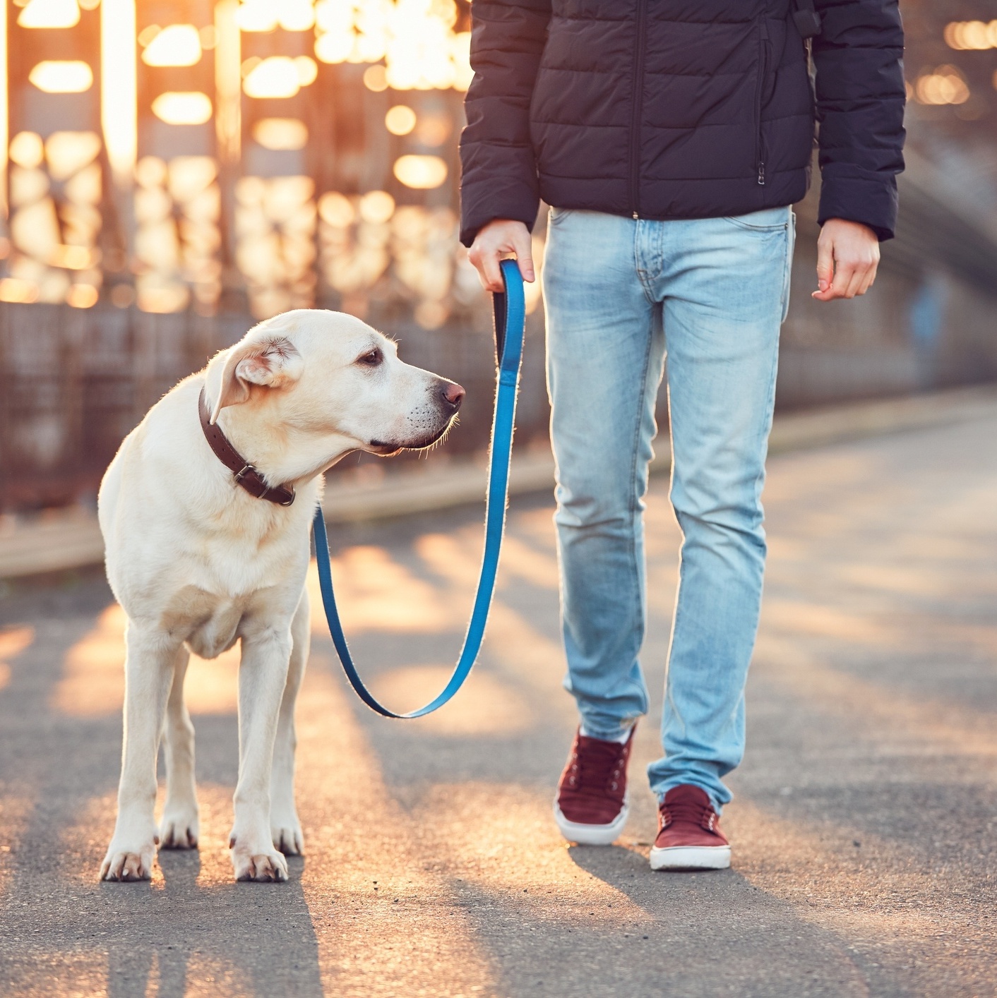 Levar o cachorro para passear faz bem à sua saúde e à do animal -  19/07/2018 - UOL VivaBem