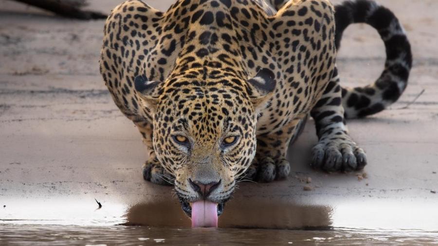 Exemplar macho de onça-pintada, Xingu, encara fotógrafo ao beber água no Pantanal - Reprodução/ Gustavo Figueirôa