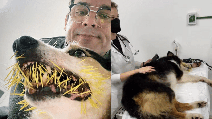 Celso Portiolli mostrou o cachorro cheio de espinhos após uma briga com porco-espinho - Reprodução/Instagram