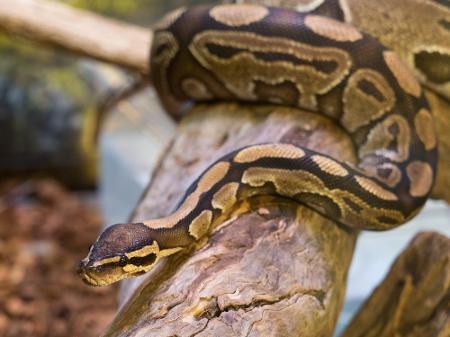 Cobra solta por engano no Parque Nacional da Tijuca é encontrada por um  cachorro e resgatada, Rio de Janeiro