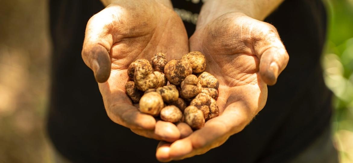 Trufas brasileiras: espécie apelidada de Sapucay foi a precursora do recente cultivo de trufas no Brasil - Marcelo Brum/Divulgação