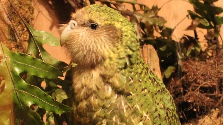 Os kakapos têm diversidade genética muito baixa e, como consequência, baixa fertilidade