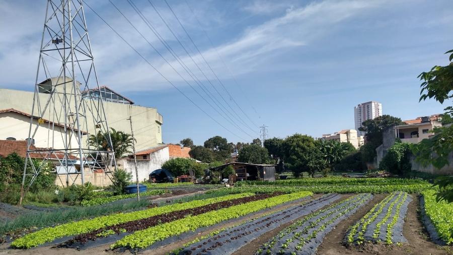 Área da Enel Distribuição São Paulo que foi cedida para plantação de hortaliças Área da Enel Distribuição São Paulo que foi cedida para plantação de hortaliças