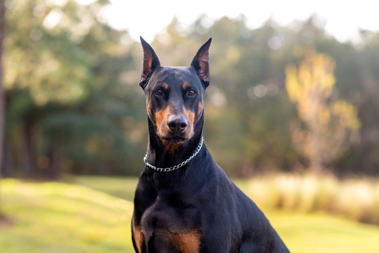 Doberman Pinscher Doberman Pinscher