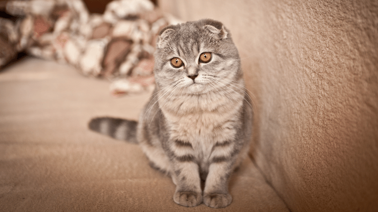 O Scottish Fold conquista pela aparência O Scottish Fold conquista pela aparência