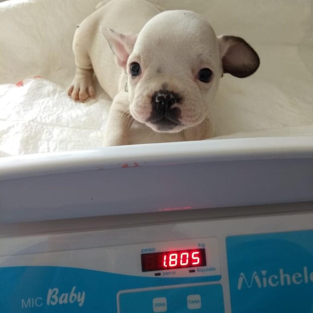 Luisa Mell divulga imagens dos cães resgatados em canil clandestino - Reprodução/luisamell