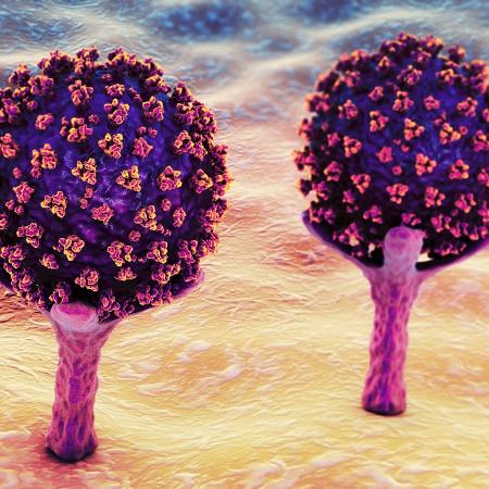 Vírus SARS-CoV-2 ligados a receptores ACE2 em uma célula humana - iStock